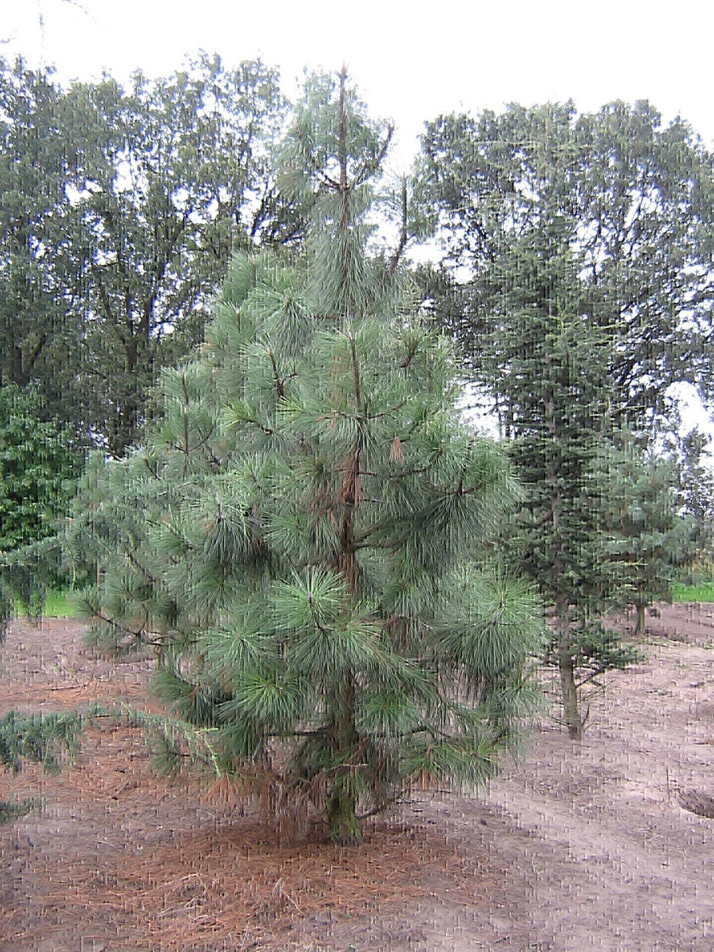 Pinus ponderosa_01